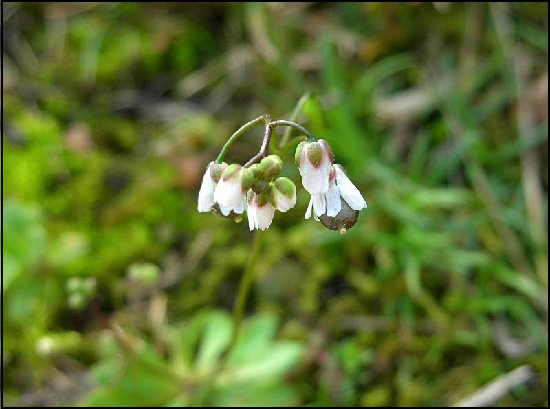 Erophila verna / Draba primaverile